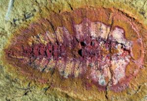 Researchers found more than 1500 fossils of marine creatures, like this cheloniellid arthropod, in the Draa Valley. (Credit: Photo courtesy of Peter Van Roy/Yale University)